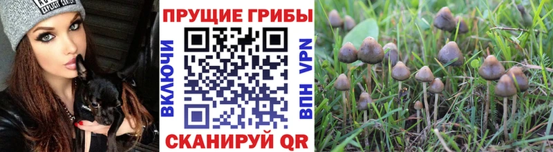 Псилоцибиновые грибы GOLDEN TEACHER  Купить закладки  Агрыз 